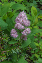 Spiraea × pyramidata