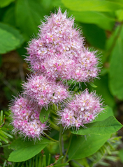 Spiraea × pyramidata
