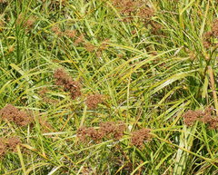 Cladium procerum
