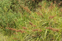 Cladium procerum