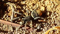 Latonigena auricomis