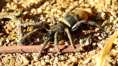 Latonigena auricomis