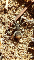 Latonigena auricomis