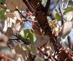 Okanagana arctostaphylae