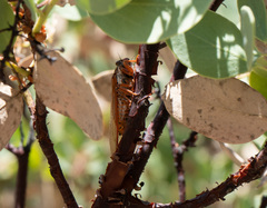 Okanagana arctostaphylae