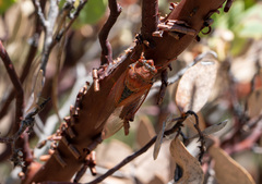 Okanagana arctostaphylae