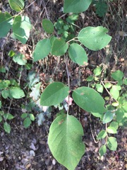 Styrax redivivus