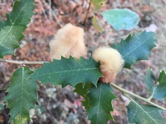 Heteroecus dasydactyli