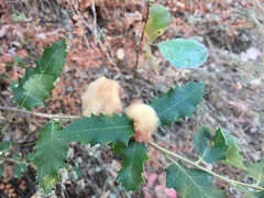 Heteroecus dasydactyli