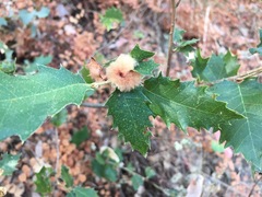 Heteroecus dasydactyli