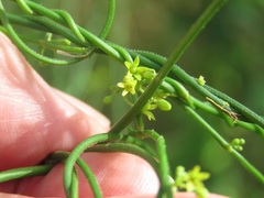 Orthosia scoparia