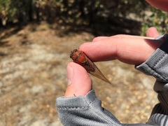 Okanagana arctostaphylae