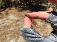 Okanagana arctostaphylae