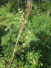 Clematis serratifolia