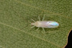 Blepharidopterus provancheri