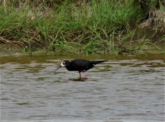 Himantopus novaezelandiae