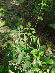 Serjania brachycarpa