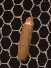 Platoloncha psamathina