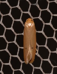Platoloncha psamathina