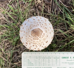 Chlorophyllum molybdites