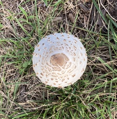 Chlorophyllum molybdites