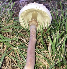Chlorophyllum molybdites