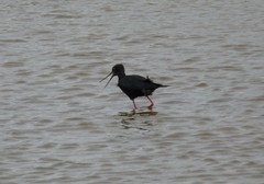 Himantopus novaezelandiae