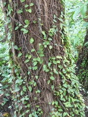 Ficus pumila image