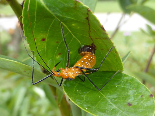 Milkweed Assassin Bug