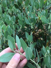Arctostaphylos canescens