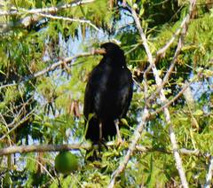 Buteogallus