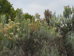 Ozothamnus turbinatus