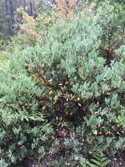 Arctostaphylos canescens
