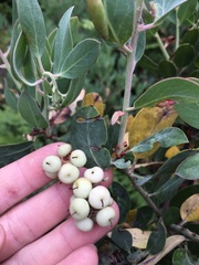 Arctostaphylos canescens