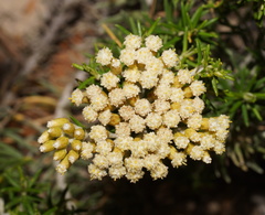 Ozothamnus turbinatus