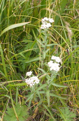 Achillea alpina camtschatica