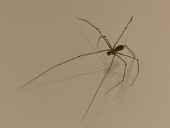 Pholcus phalangioides