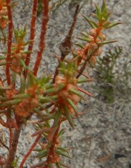 Gyrostemon australasicus
