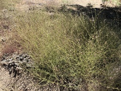 Cordylanthus nevinii