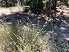 Cordylanthus nevinii