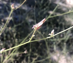 Cordylanthus nevinii