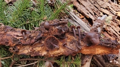 Gymnopus fuscopurpureus