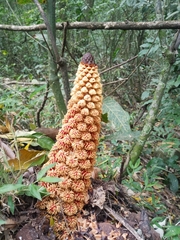 Balanophoraceae