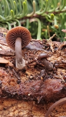 Gymnopus fuscopurpureus