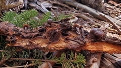 Gymnopus fuscopurpureus