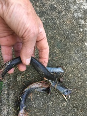 Coluber constrictor priapus image