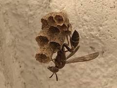 Mischocyttarus mexicanus