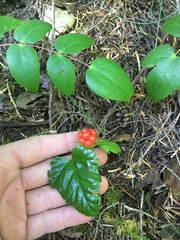 Rubus nivalis