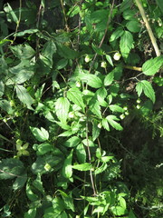 Clematis serratifolia