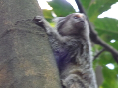 Callithrix jacchus × penicillata